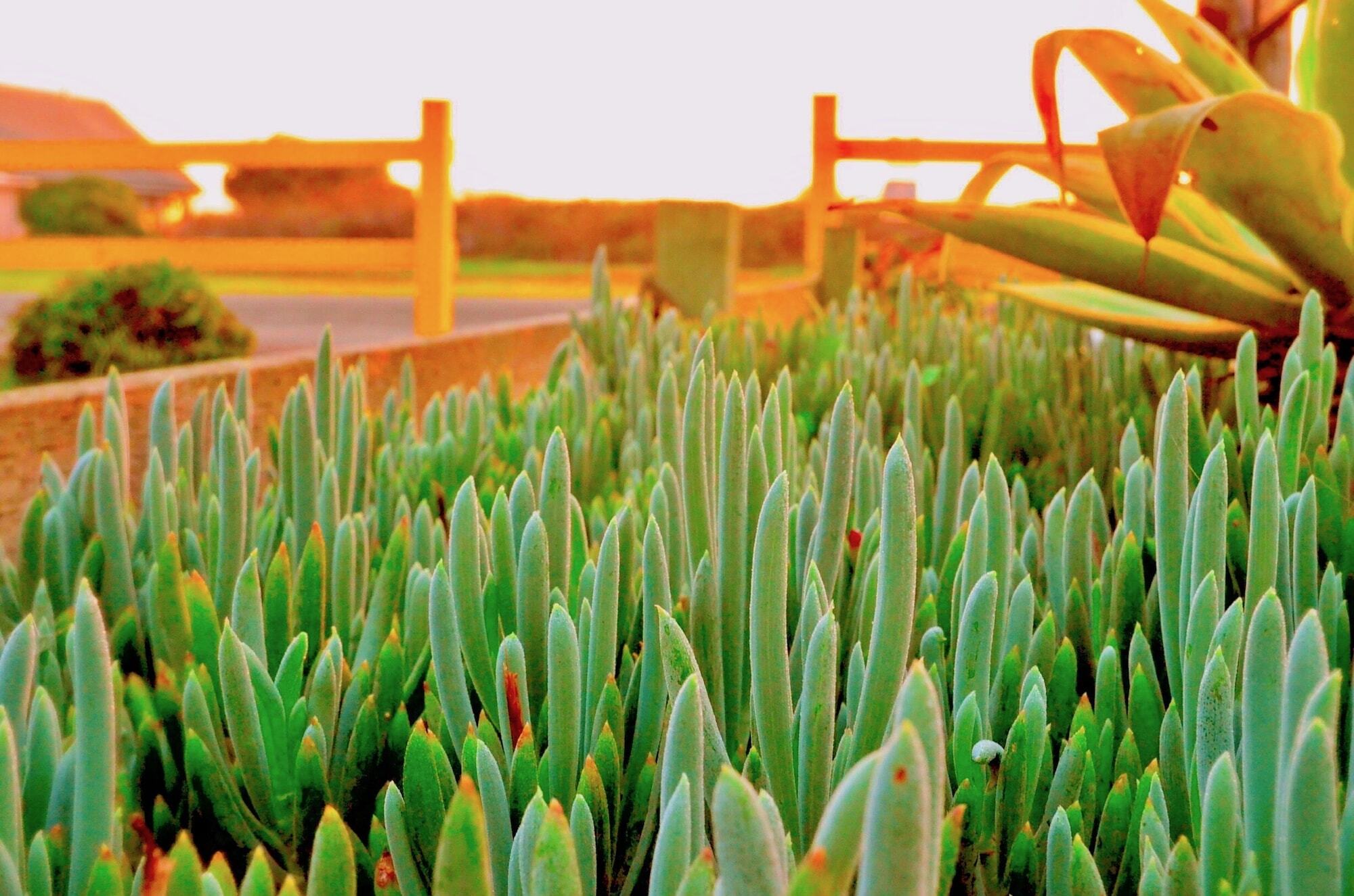 Captain'S Inn At Moss Landing Εξωτερικό φωτογραφία